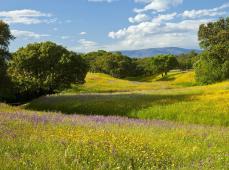 Dehesa de encinas y praderas