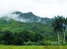 Selva con una montaña y palmeras