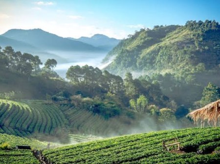 Chiang Mai