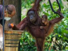 Orangután colgado en un árbol con su cría en brazos