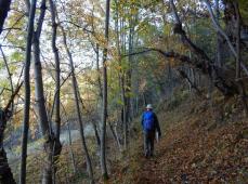Hombre de espaldas andando por un camino de arboles