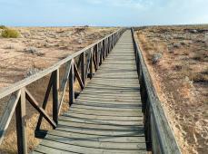 Pasarela de madera por las dunas