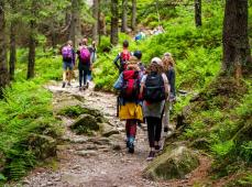 Senderistas de espaldas que caminan por un camino que cruza un bosque