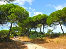 Camino forestal rodeado de pinos