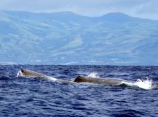 Ballenas en el mar y al fondo tierra