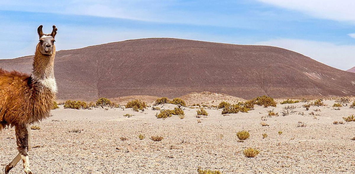 Posado de una llama, al fondo el desierto