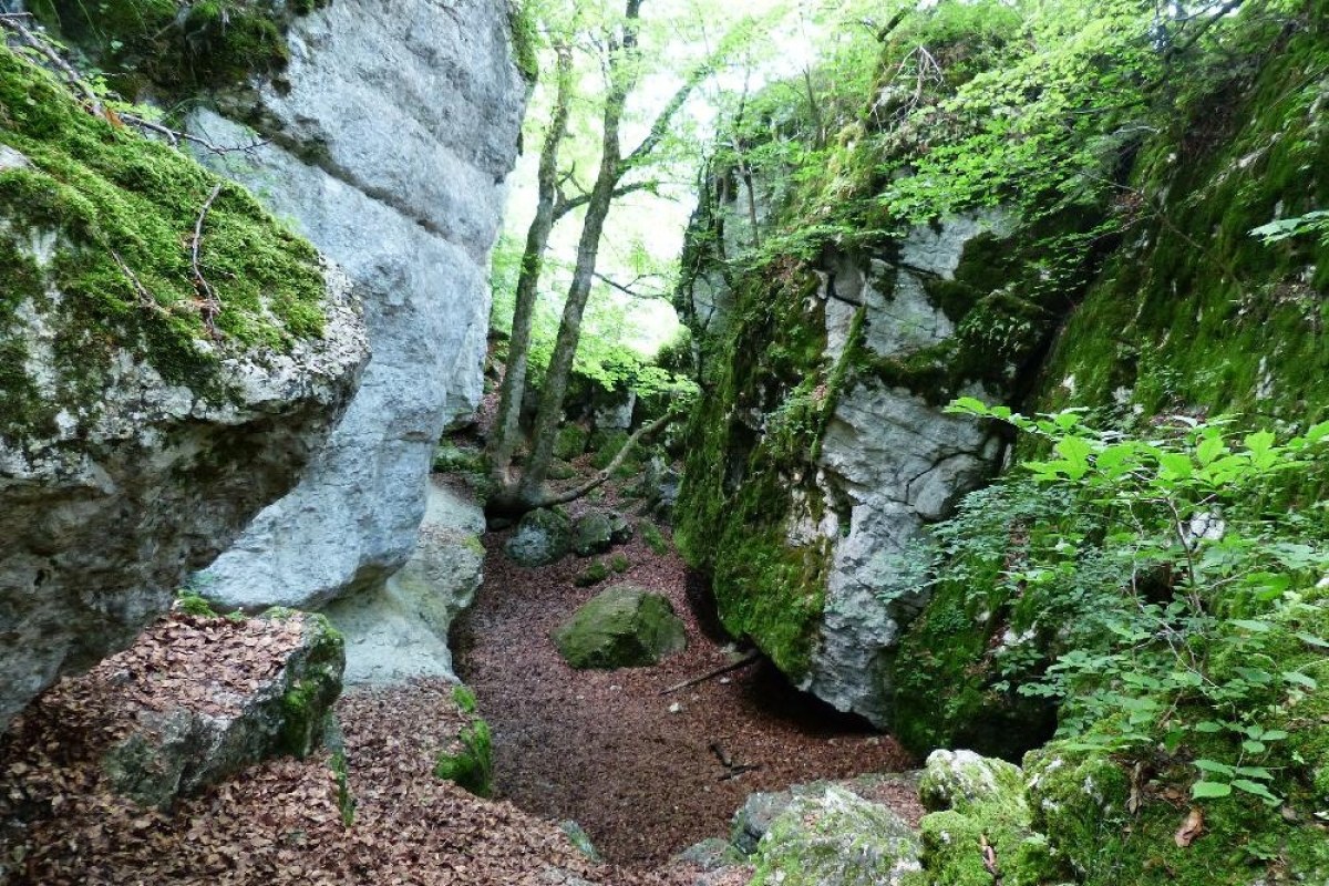 Selva Negra