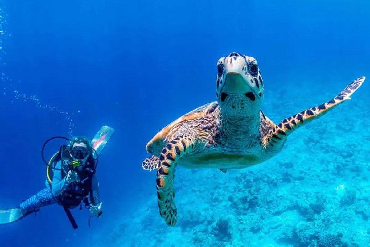 chica nadando con tortuga