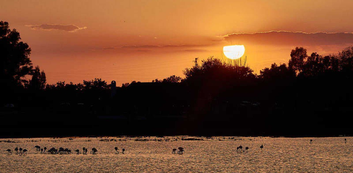 Atardecer en el P.N. de Doñana, con los flamencos reposando en el agua