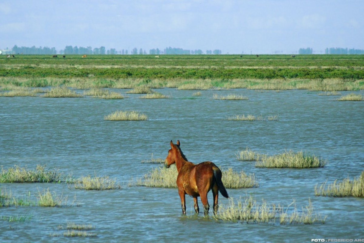 Caballo andando por unas marismas