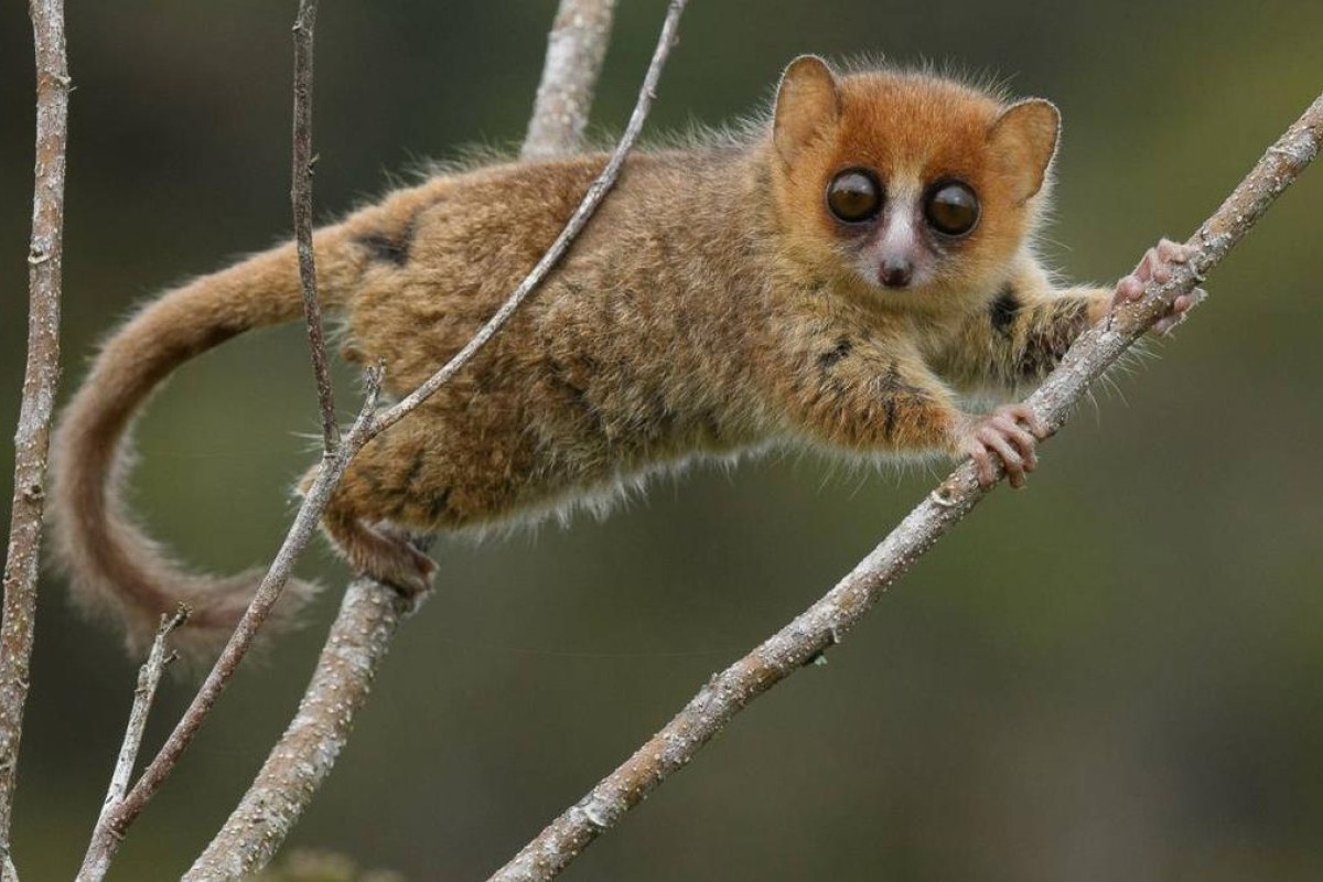 Madagascar