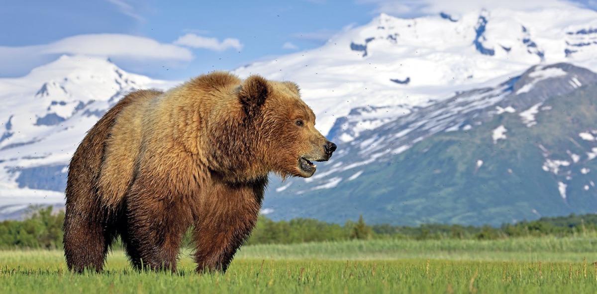 Aventura en Alaska con singles