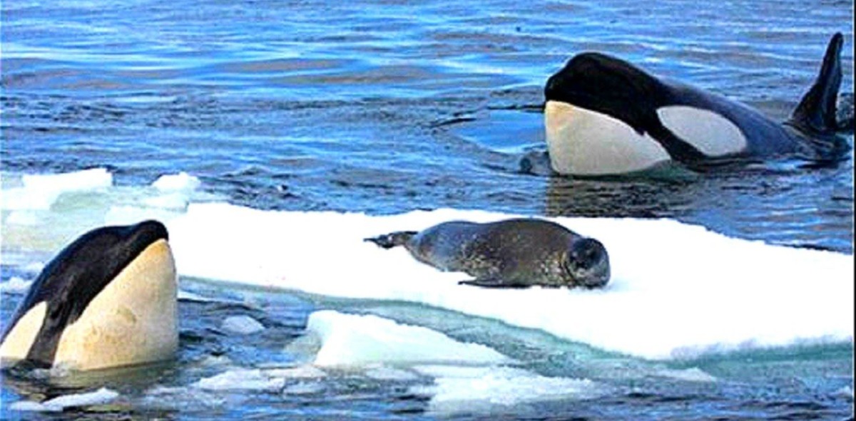 Dos orcas vigilan a una foca tumbada en el hielo. Animales marinos que habitan las Islas Lofoten
