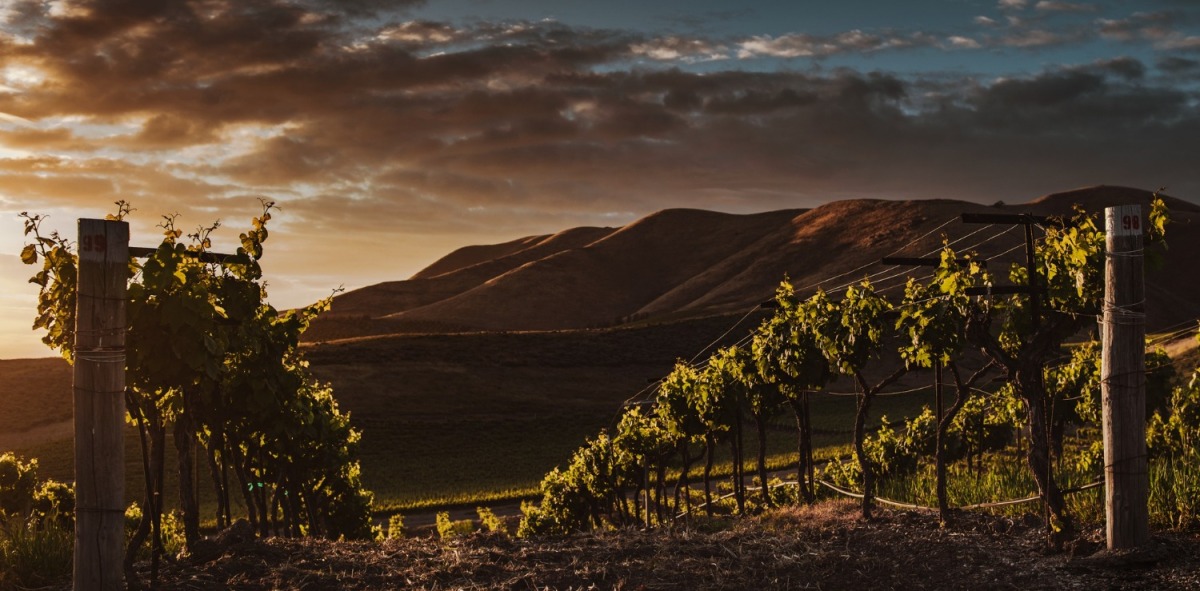 Viñedo en el bierzo