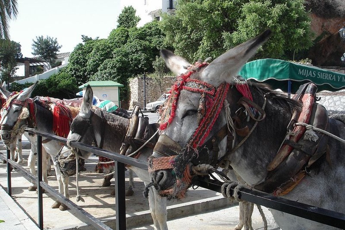 Burro