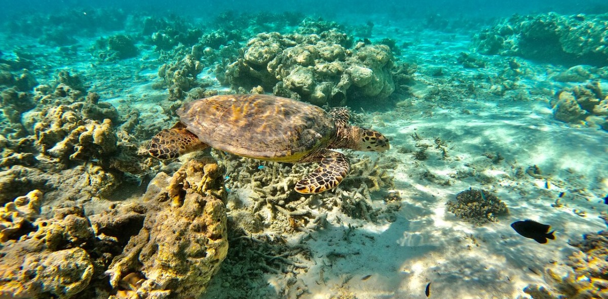 Tortuga en el fondo del coral