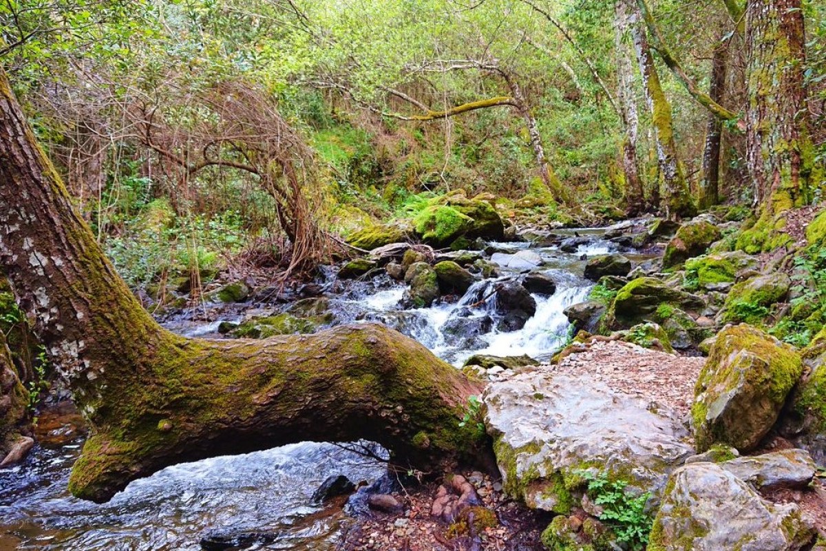 Rio de montaña caudaloso rodeado de arboles con musgo