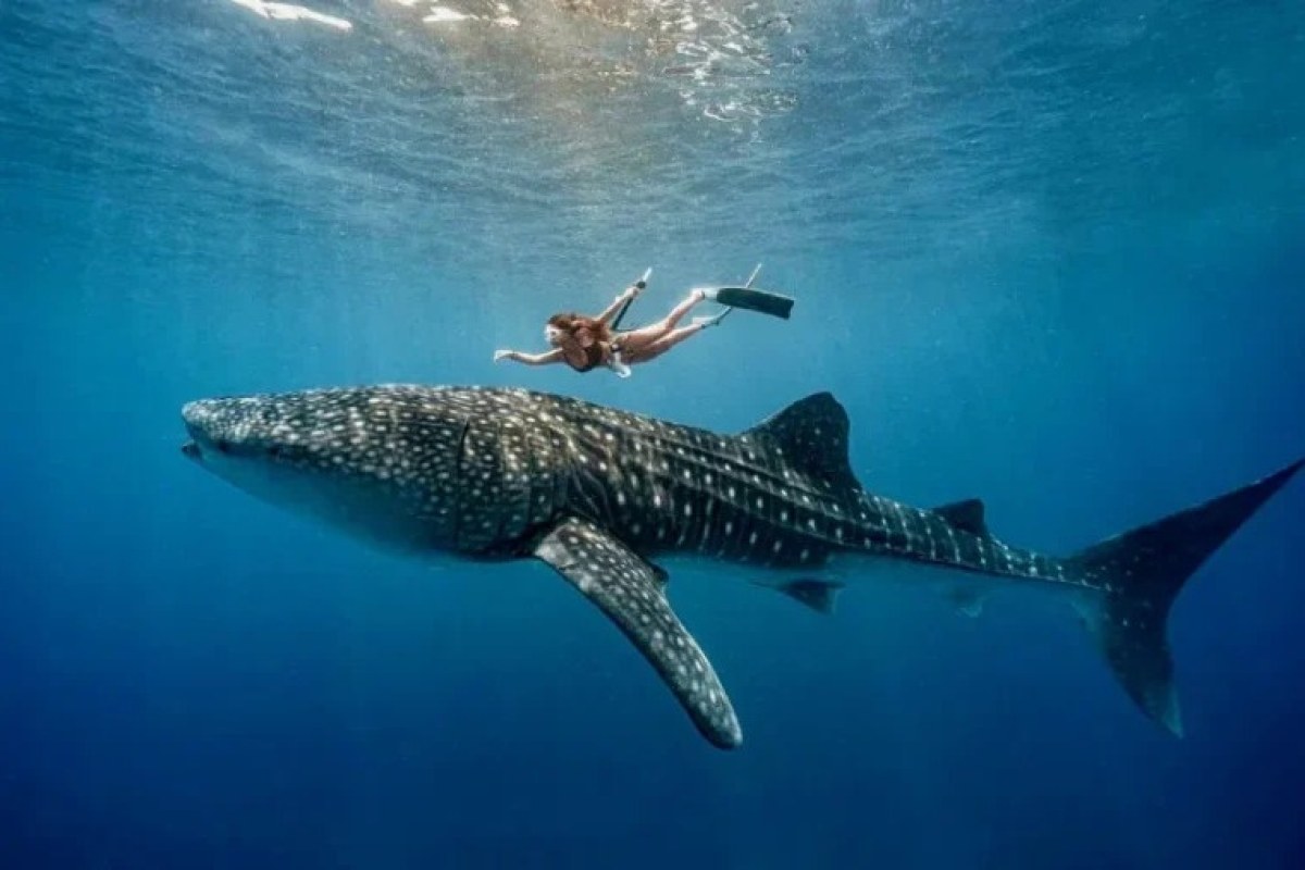 chica nadando con tiburón ballena