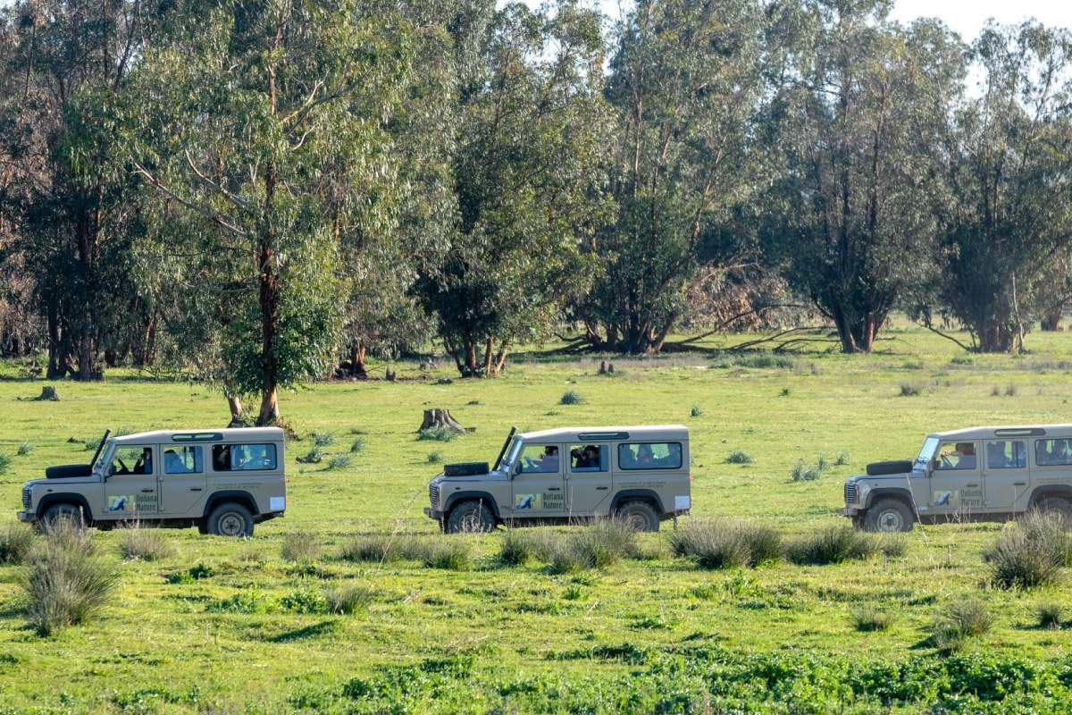 Tres todo terrenos por un camino rodeado de vegetación