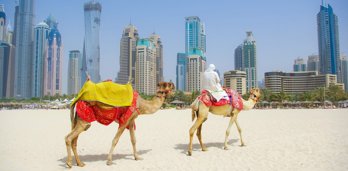 Dubai camello