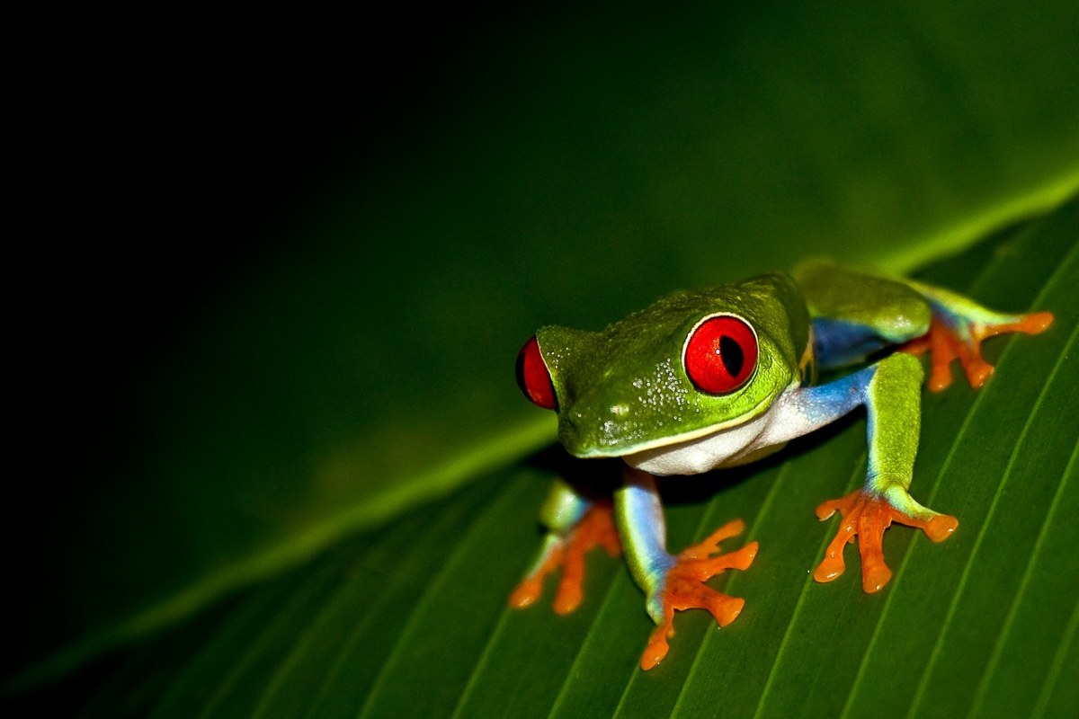 Costa Rica con Guanacaste para Singles