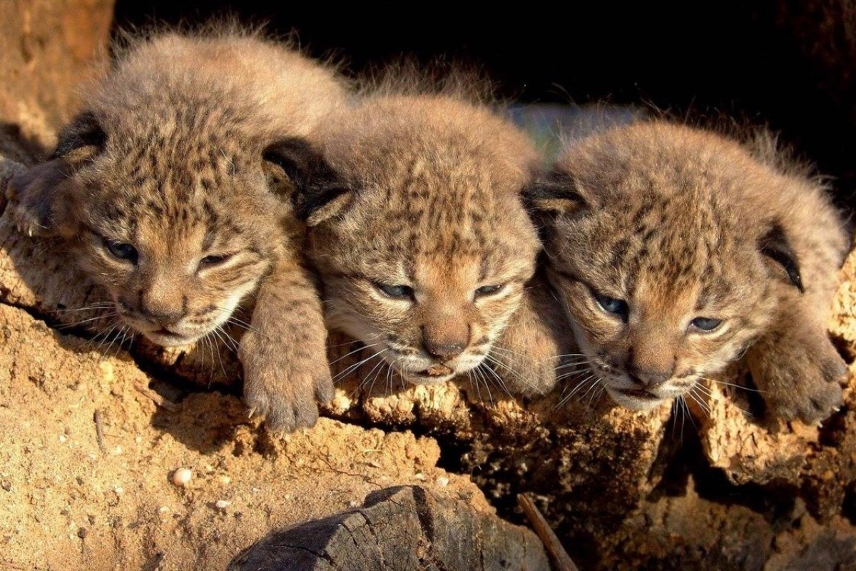 Lince Acebuche