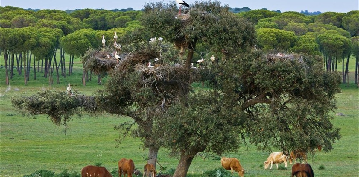 Paisaje del Parque Nacional de Doñana