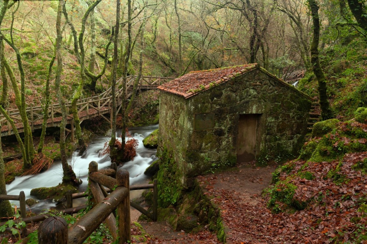 Paisaje en el bosque donde hay una casa al lado de un río con un camino de madera