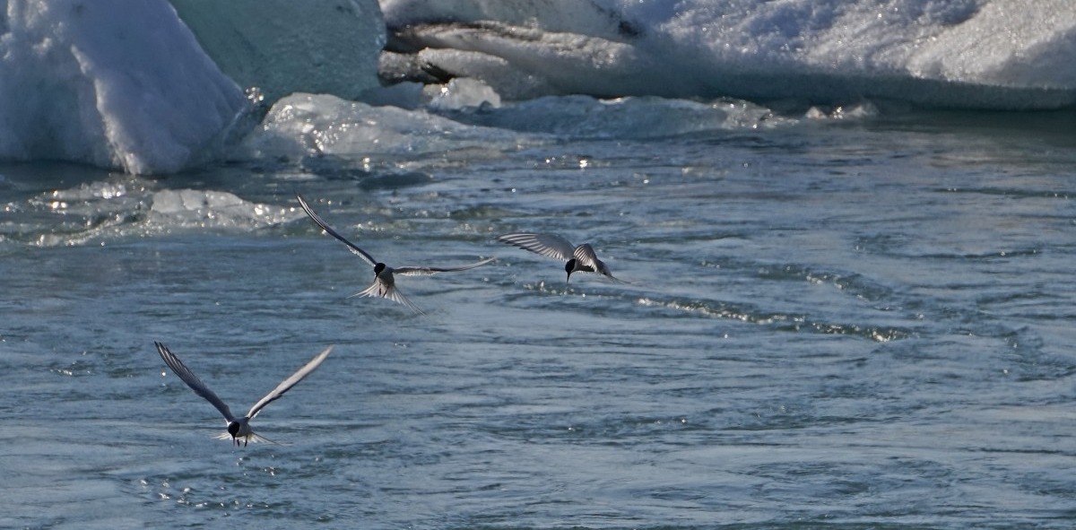 Glaciar