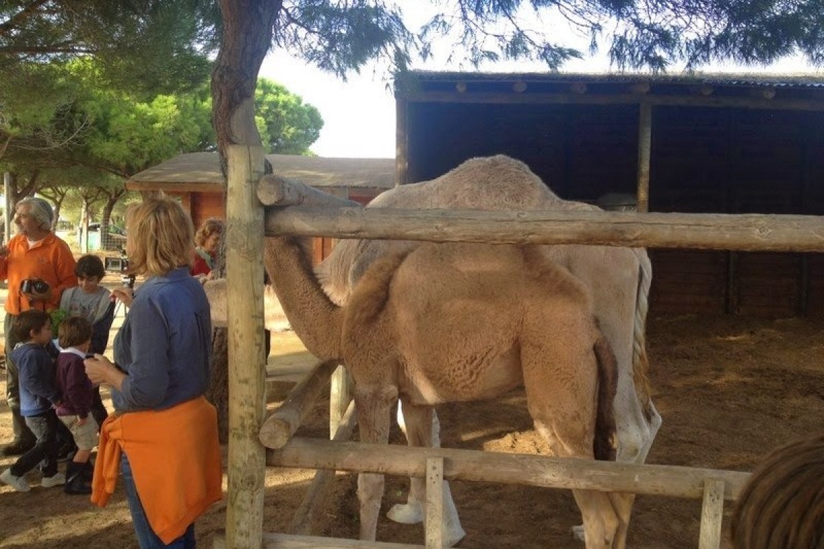 Camellos en Doñana