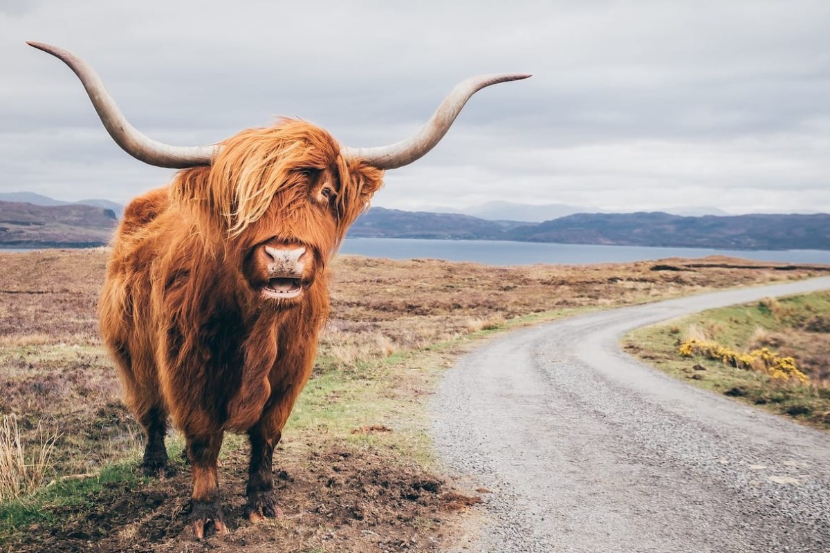 Primer plano de una vaca con unos cuernos muy grandes de color marrón en un camino de piedra que da a un lago