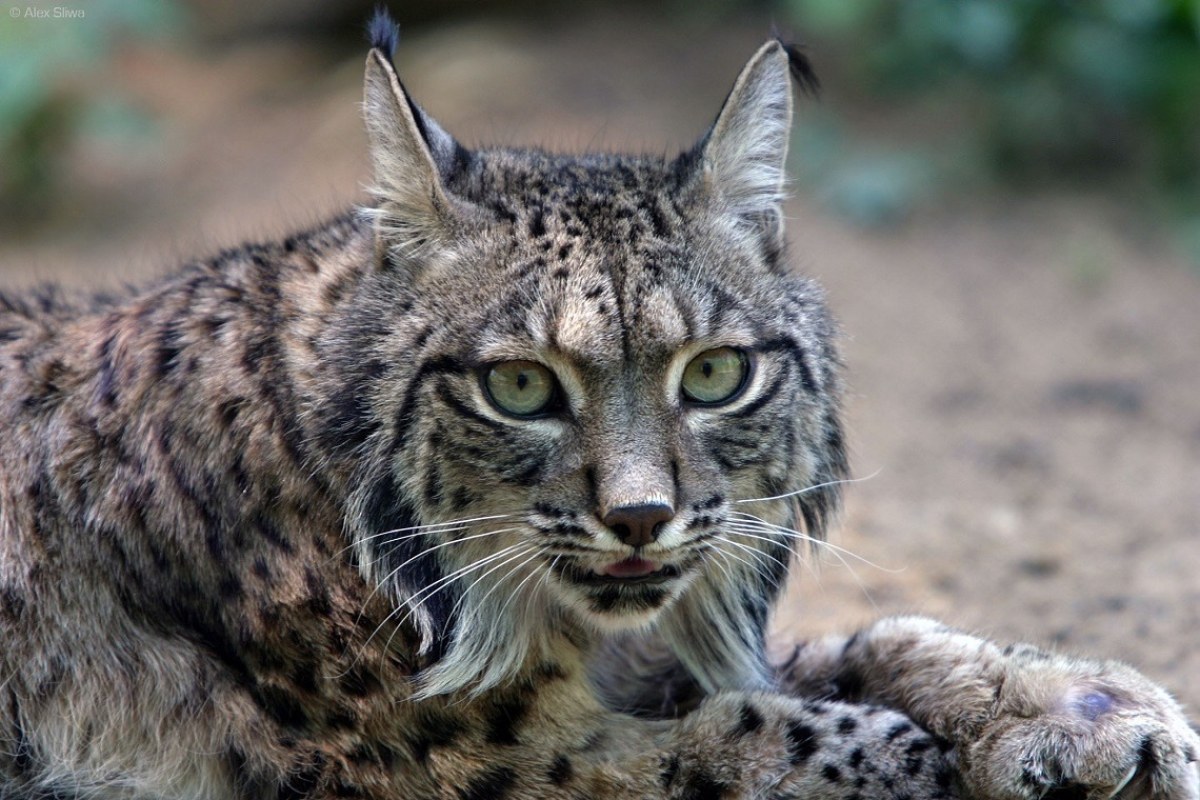 Lince Ibérico Doñana