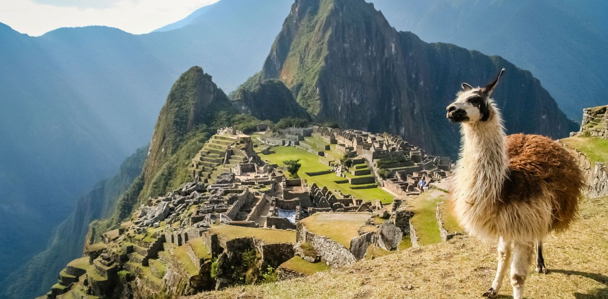 Al fondo panorámica de la ciudad de Machu Pichu, en primer plano una llama