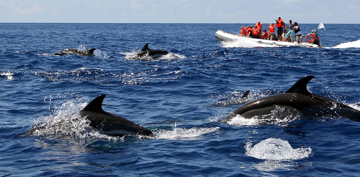 Delfines en el mar y una lancha con gente a su lado
