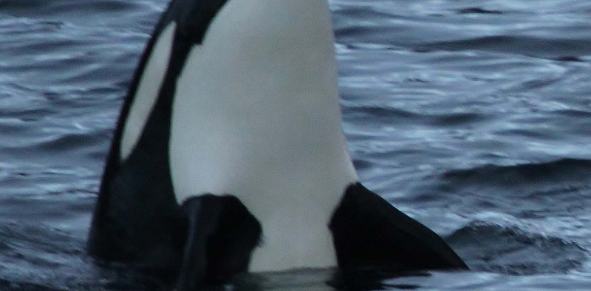 Orca emergiendo de las profundidades