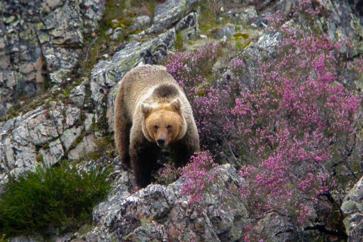 Oso pardo