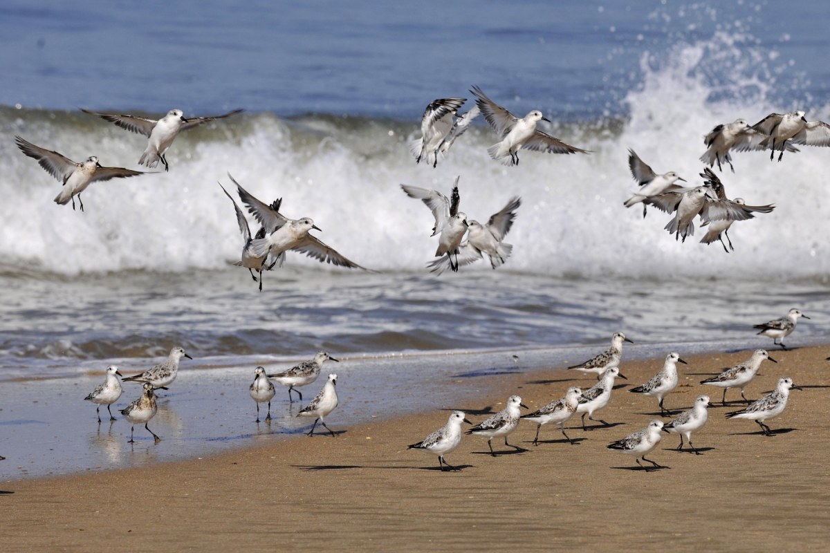 Pájaros Doñana