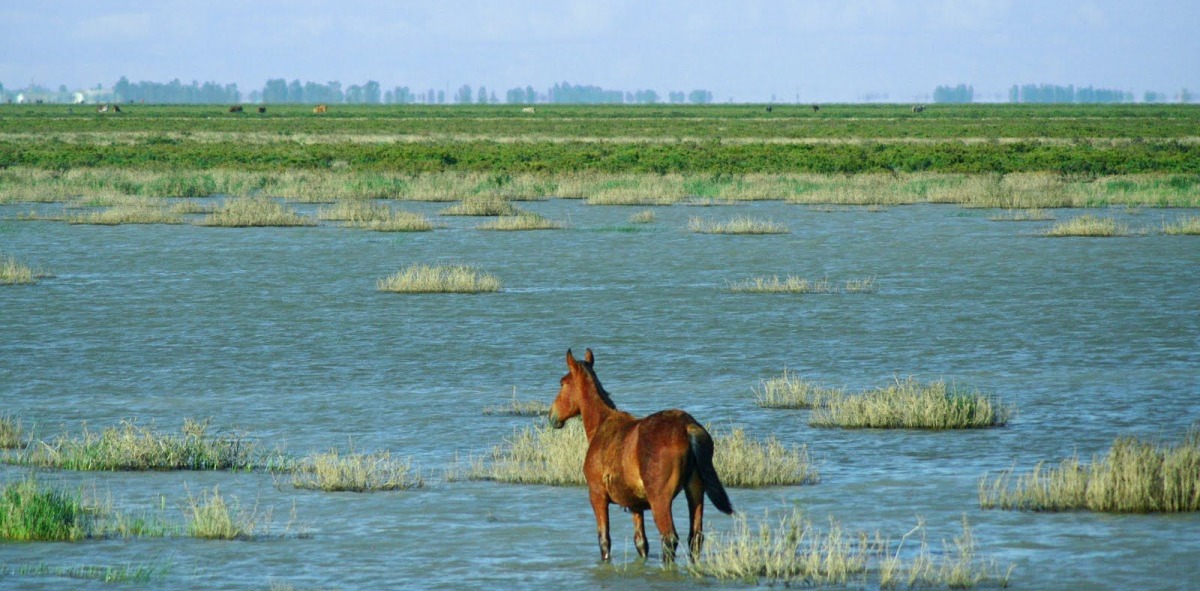 Caballo por las marisma de Doñana