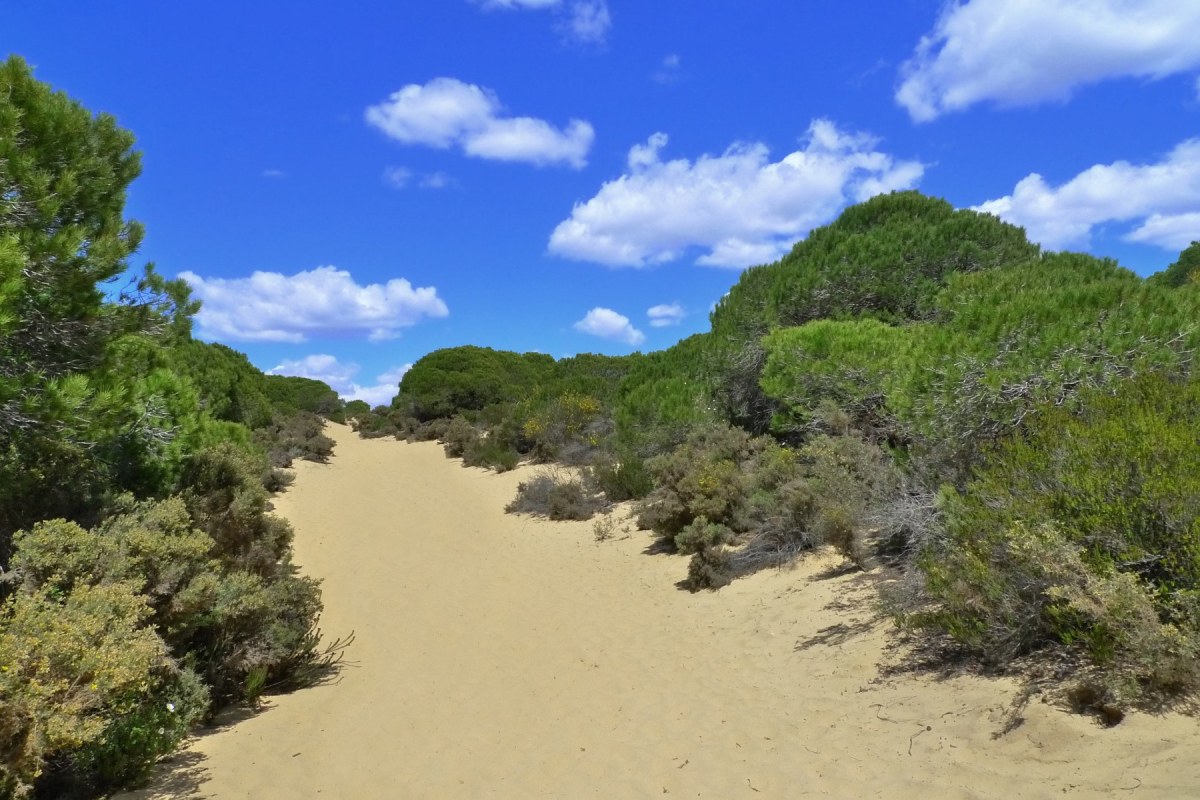 Pinos Doñana