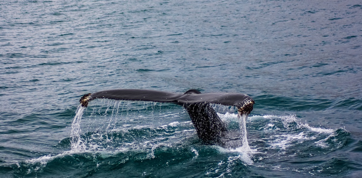 ballenas