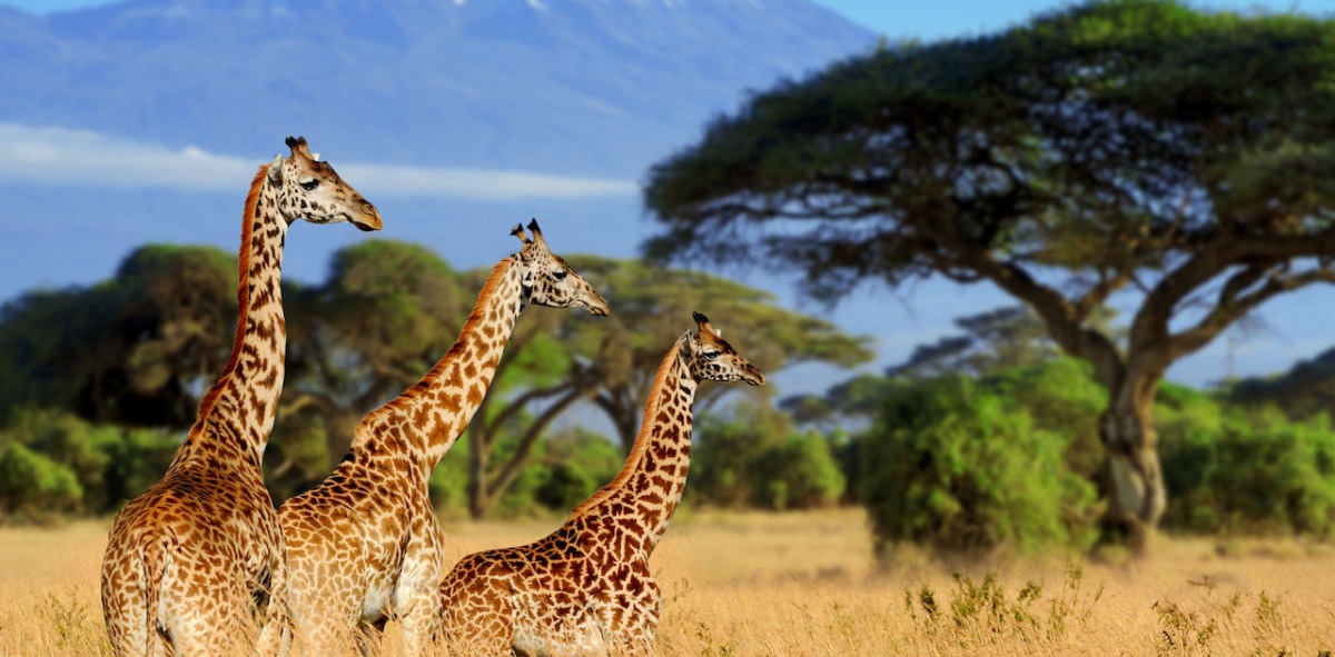Tanzania para singles