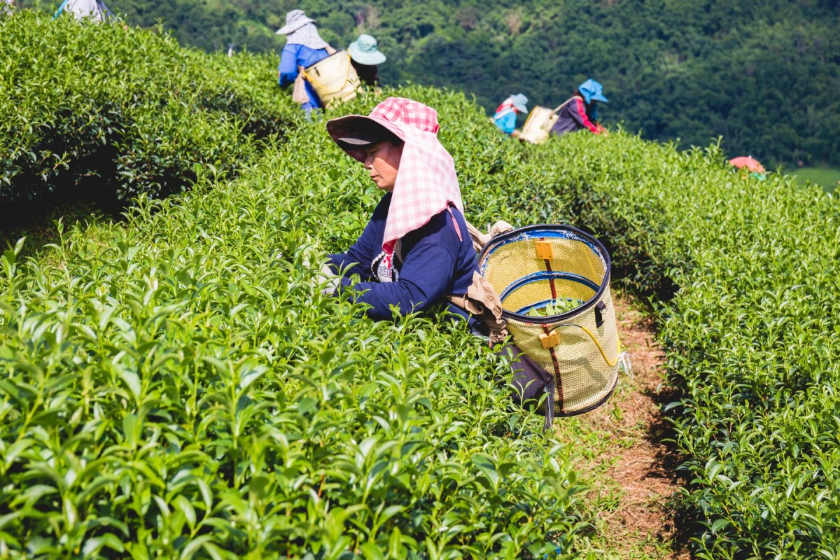 mujer nativa recogiendo plantación de té en Nuwara Eliya