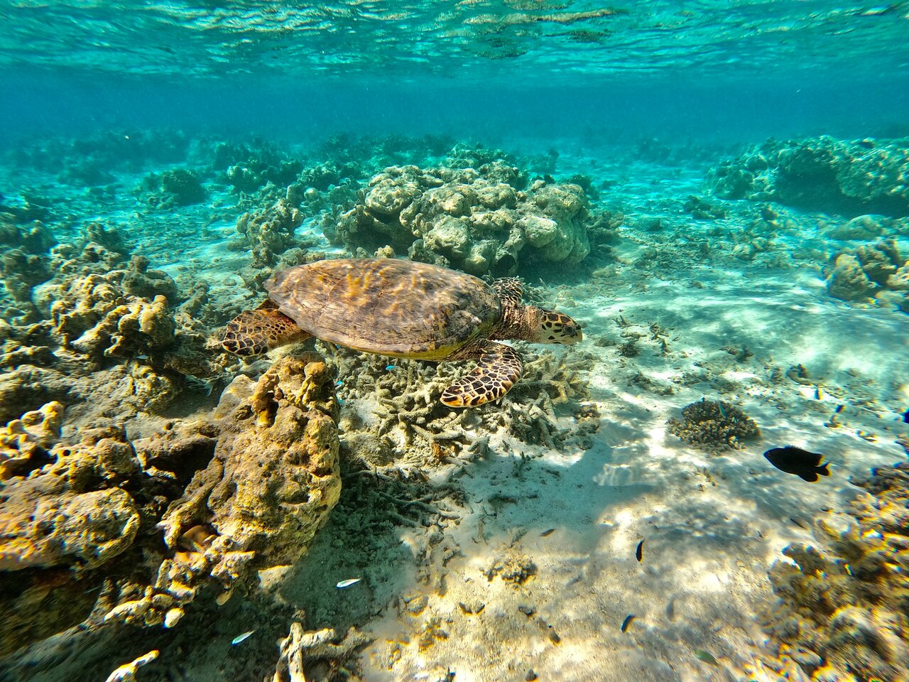 Tortuga en el fondo del coral