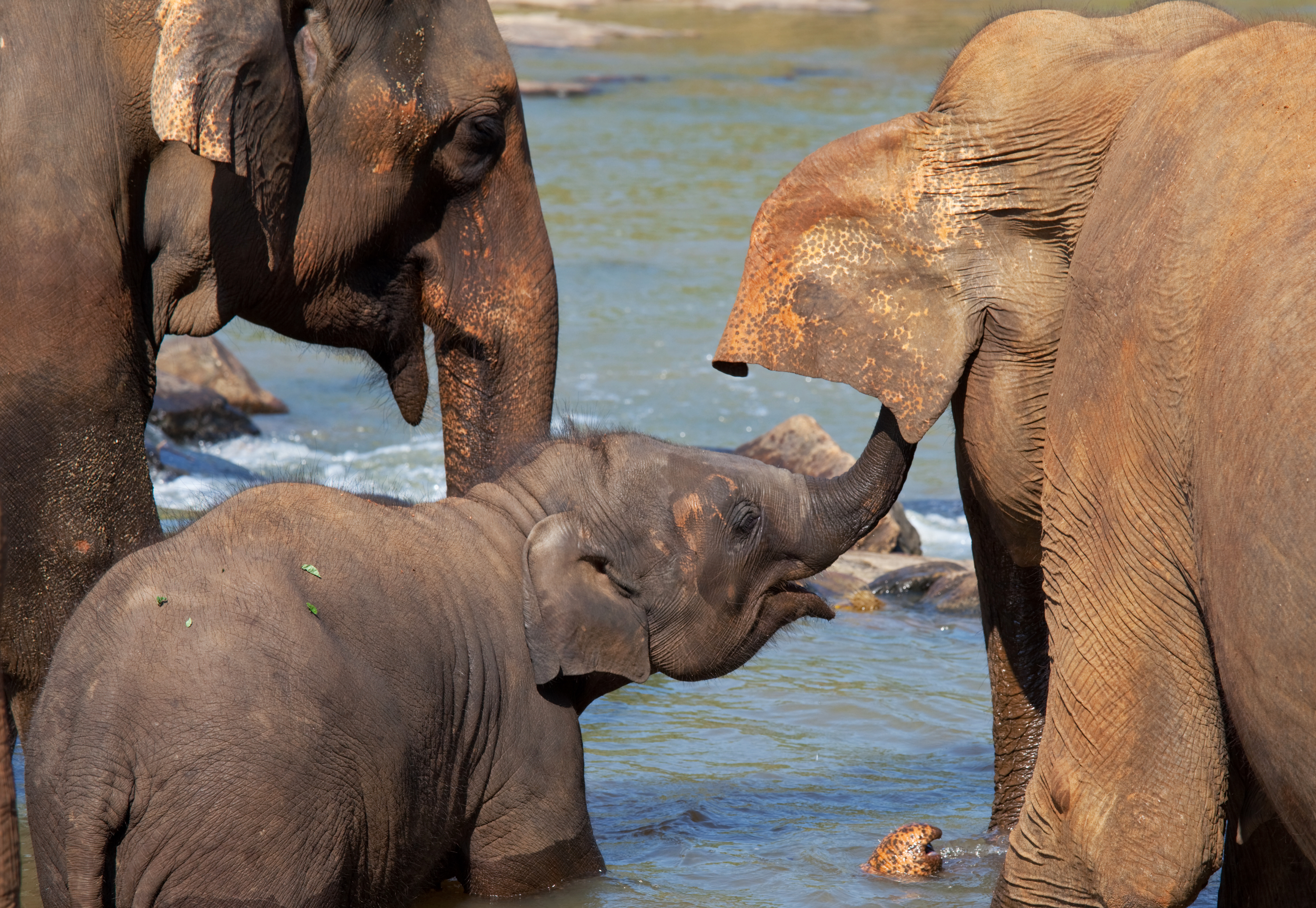 Elefantes en el santurario, bañandose. Elefante pequeño con adultos.