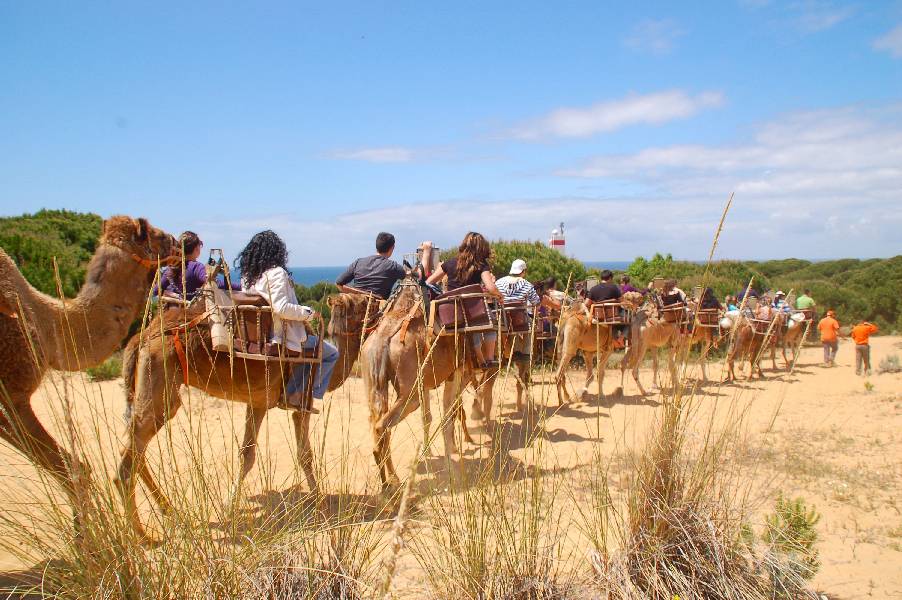Doñana Camellos