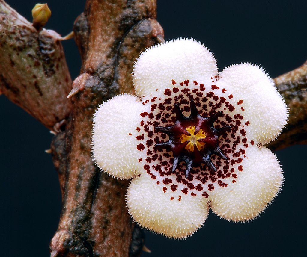 flora