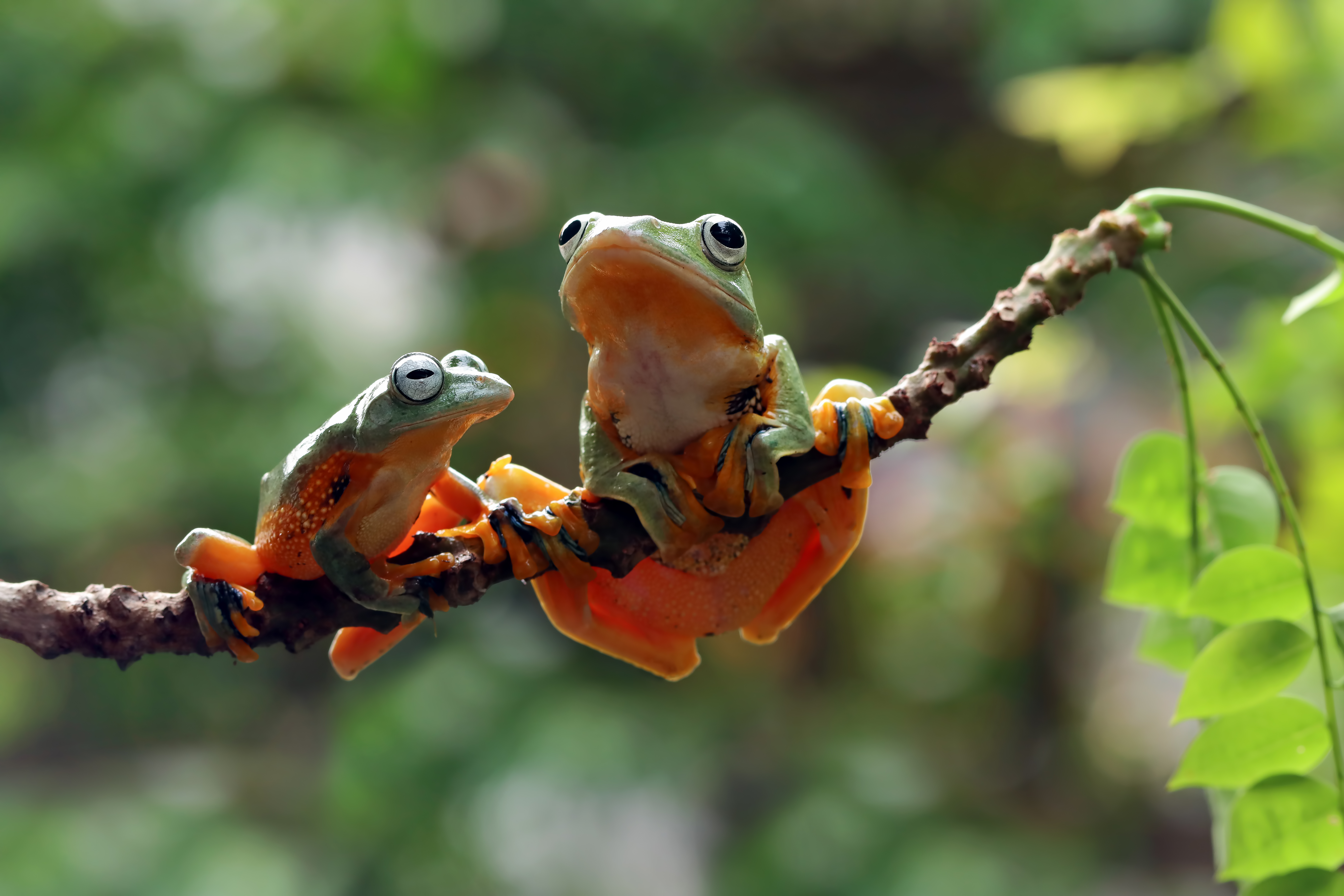 costa rica
