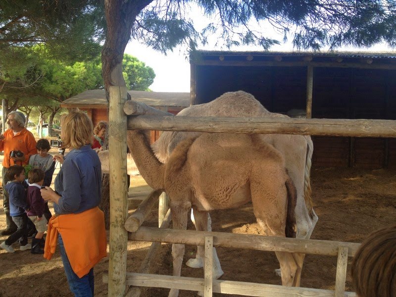 Camellos en Doñana