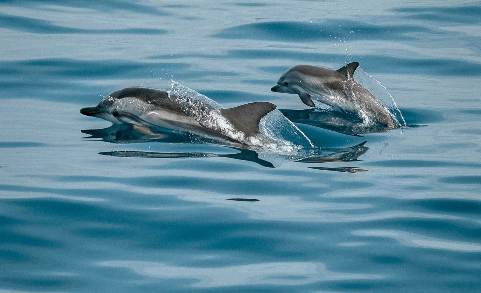 delfines