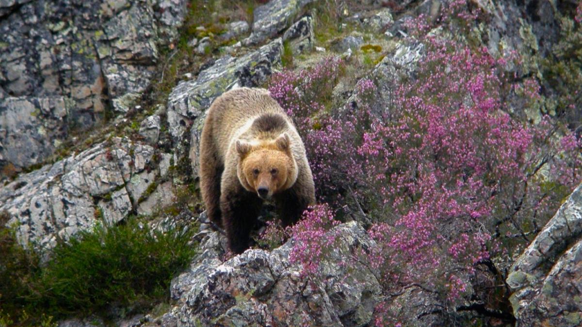 Oso pardo